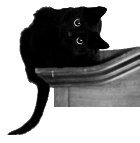 A black cat lies on a wooden wardrobe, its head is tilted 90 degrees, as if looking at you oddly.